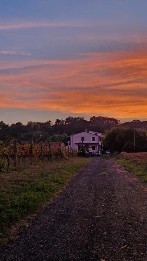 Апартаменти La Casa Nella Vigna Colline Del Vino Капаннорі Екстер'єр фото