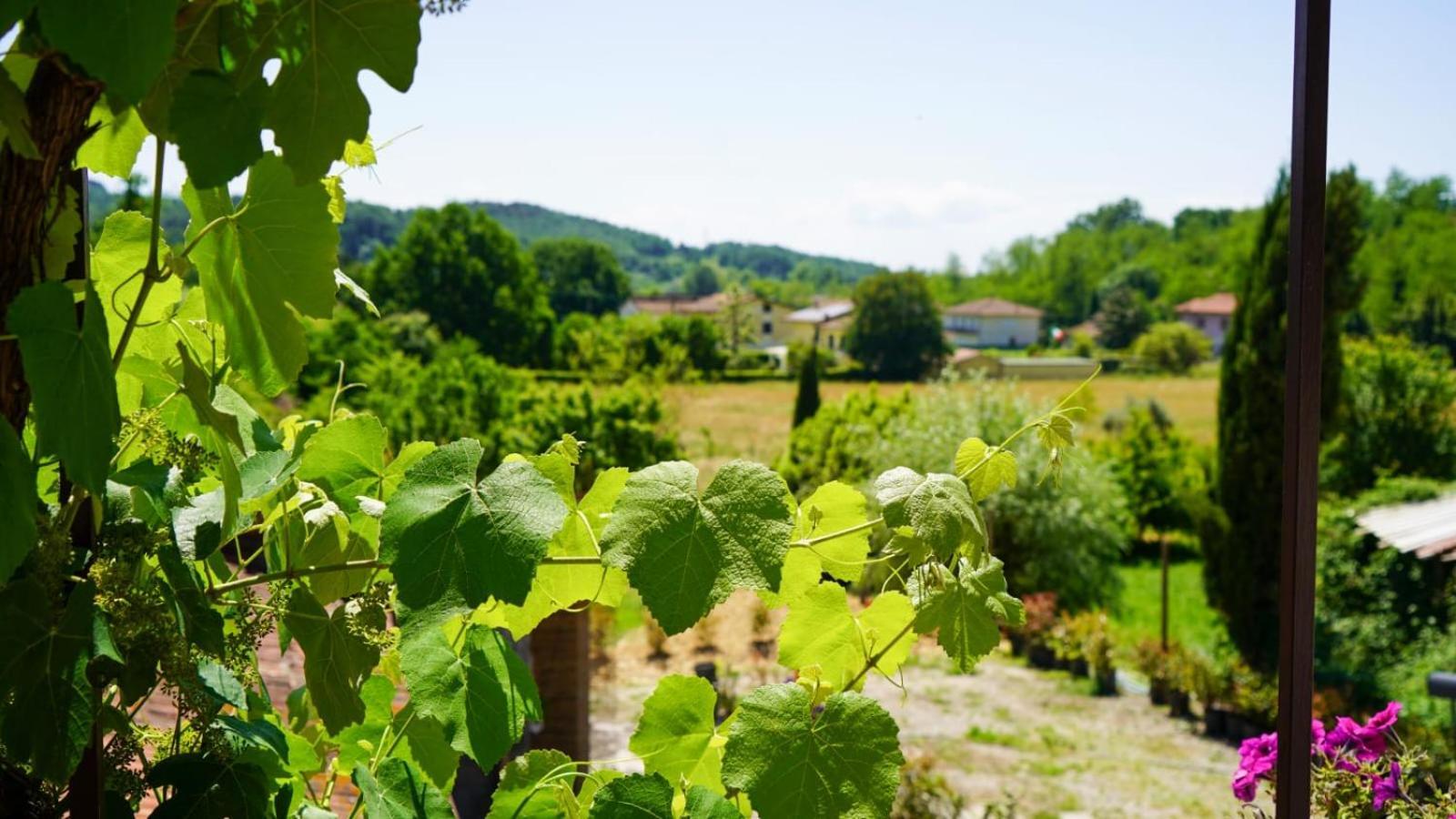 Апартаменти La Casa Nella Vigna Colline Del Vino Капаннорі Екстер'єр фото