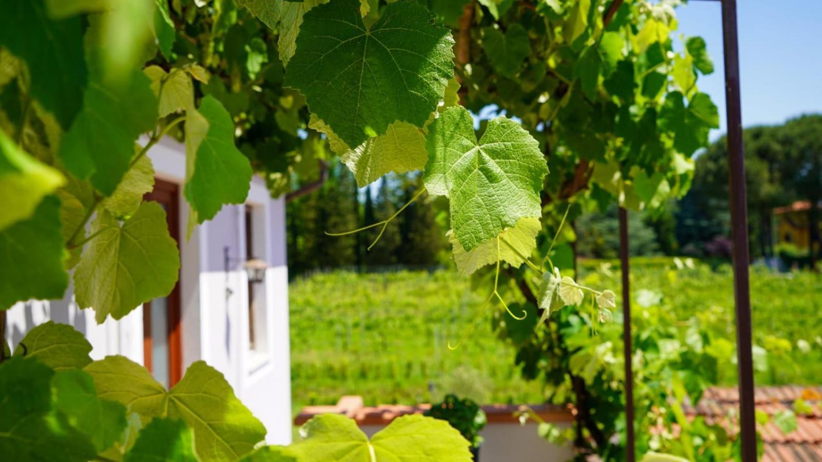 Апартаменти La Casa Nella Vigna Colline Del Vino Капаннорі Екстер'єр фото